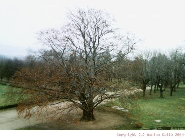 Jeden z nejstarch strom v Holeov.